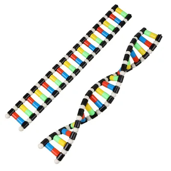 Компонент модели структуры двойной спирали ДНК Биологическое генетическое оборудование для обучения генам и вариациям Экспериментальное оборудование
